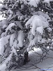 Trees 1, uploaded by Mick Rich  [Kiroro Snow World, Akaigawa Village, Hokkaido]